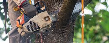 Best Tree and Shrub Care  in Riverside, MO