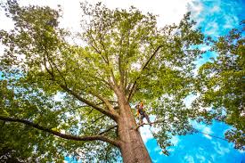 How Our Tree Care Process Works  in  Riverside, MO
