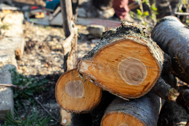 Professional Tree Care in Riverside, MO