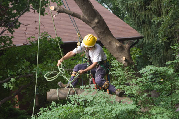 Best Hazardous Tree Removal  in Riverside, MO