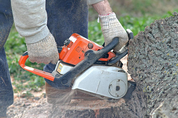 Best Tree Health Inspection  in Riverside, MO