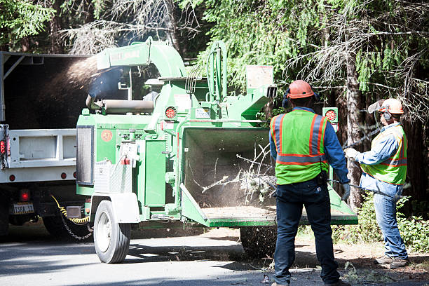  Riverside, MO Tree Care Pros
