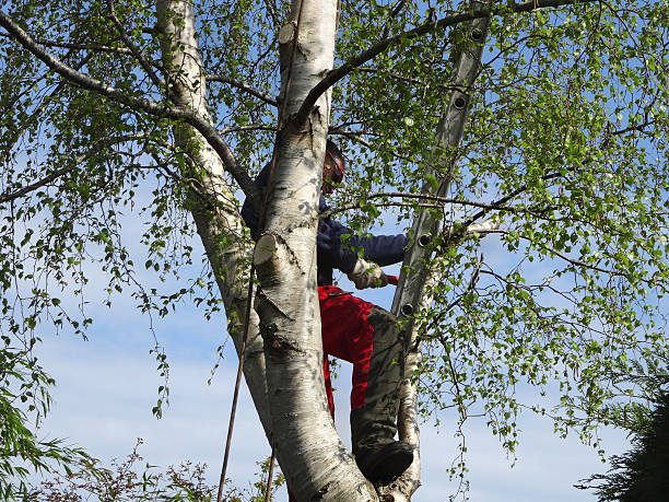 Best Emergency Tree Removal  in Riverside, MO