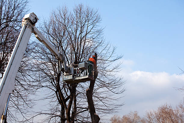 Seasonal Cleanup (Spring/Fall) in Riverside, MO